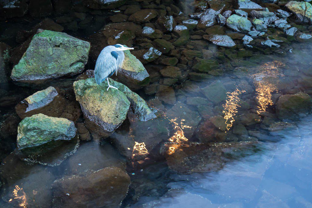 Crane on the rocks. He lives here at the marina. Makes for easy photographs.