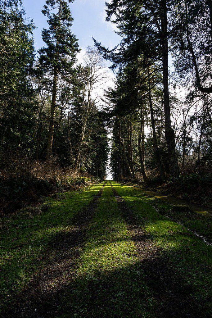 Sun dappled road